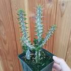 Alf Madagascar Bco.33G