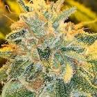 Pan/Dulce/Macadi/400