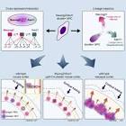 Lav/Ayudin/2 Lt.Mari