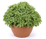 Duraznos Cupido Medianos 250 Grs