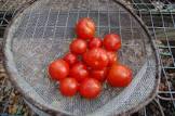 PAPAS FR/MEDIT/TOMATE 40 GR.