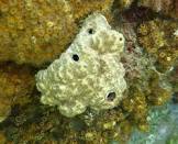 Esponja Dorada Tiburon X1Un