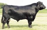 Aberdeen Angus Est