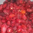 Gall.Formis Vain.Y Frut. X 108