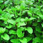 Menthoplus mojito mint x 12