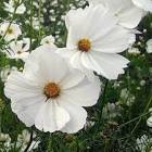 Cosmos Sabor Chicle x 40