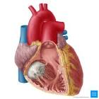 Doki Vasorbito C/Corazon