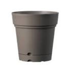 Ositos Vaso C/Dado Samba