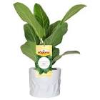 JARRA TROPICAL 1,3LT BCO/ALLEGRA