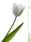 Tulipan/Blanco
