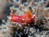POLYCERA AUT. ROJO DY 500