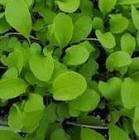 Peperina Jumala Hojas X 25Gr