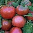 Tomate Perita Invicta X415G