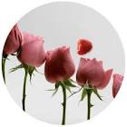 COLONIA FLOWER ROSE C/VAP. X 40ML