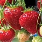 La Victoria Strawberry Ca 6 Un.