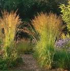 Mont/Lirio/C/Morron*500G