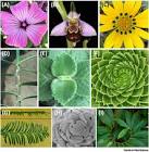 Machinal Yerbera 2000