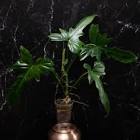 Jarro/Alum/Ayelen/12