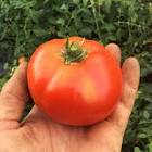 MERM/BC TOMATE 390 GR.