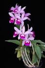 Pap.Hig.Orquidea X 4