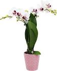 Higienico Orquidea X 1