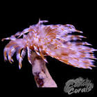 Fargo Marineras Salvado 180g