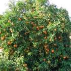 Mentho.Mandarina X 30.6