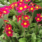 Amargo La Serranita X 1.5 Lt