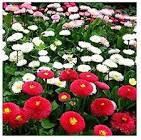 Garrapiñada Marolio X300G