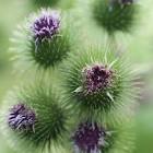 Hierbas Medicinales La Paz Higado