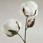 Algodón Capullo 75gr 