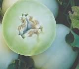 AGUA SAB/LEVITE 1.5 MELON