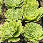 Sierra de los padres manz. verde x6 500ml