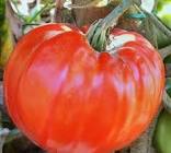 Tomate.P/P.Coincox400G