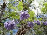 Yerba Jacaranda X1K