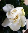 MAKE FRESH GARDENIA