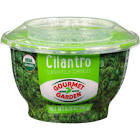 Cilantro 35 Gr