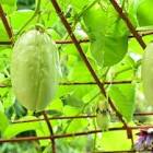 Trini Merm Fruto/Bosque  270G