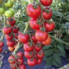 Mix 4 Sabores Cuyoaromas 500 Gr