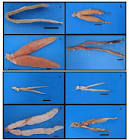 Daditos La Artesana 250 Gr.